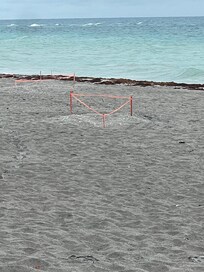 Turtle nests