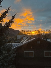 Dingoes from the bedroom window.