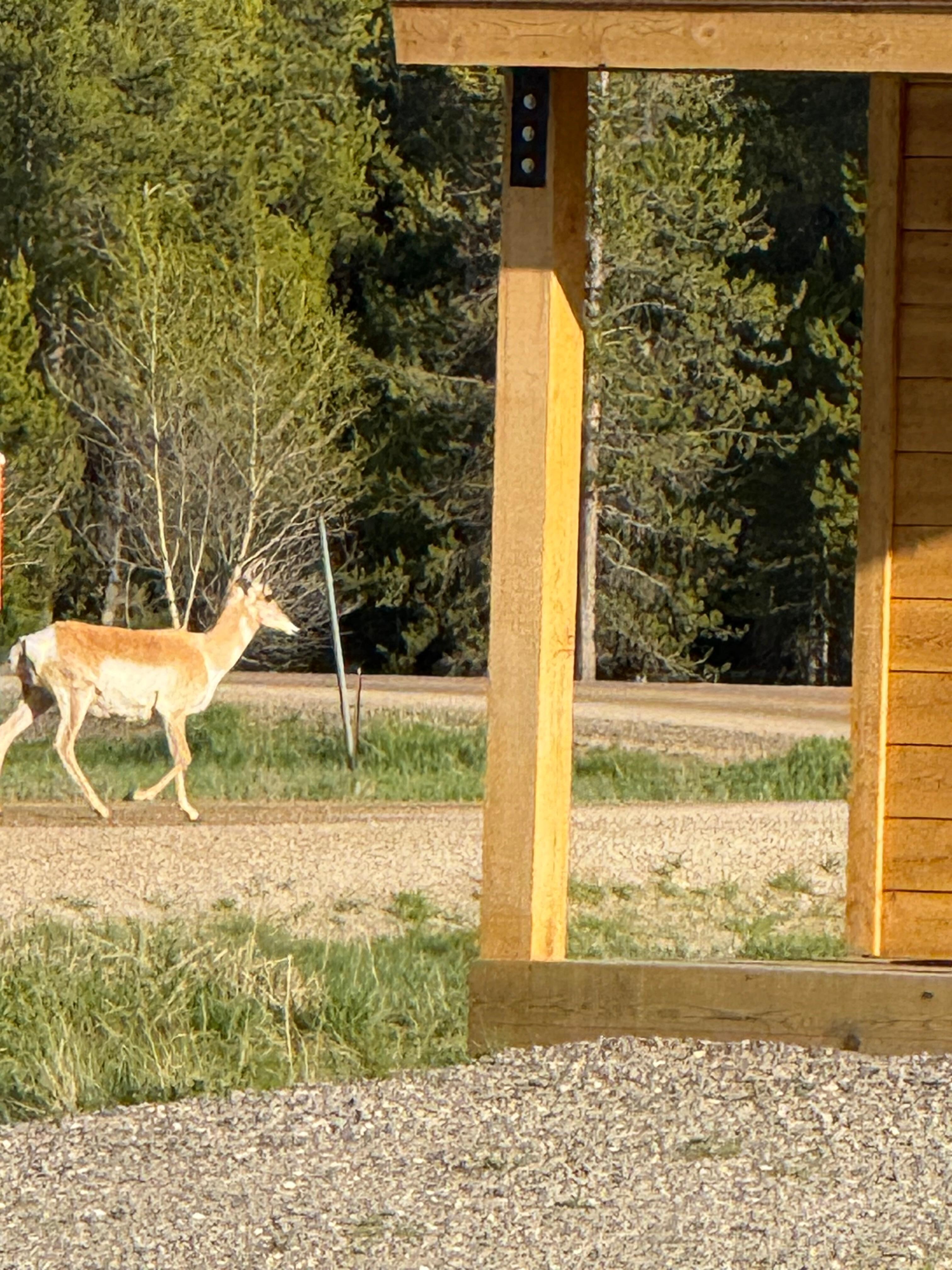 Saw this from my porch one evening!