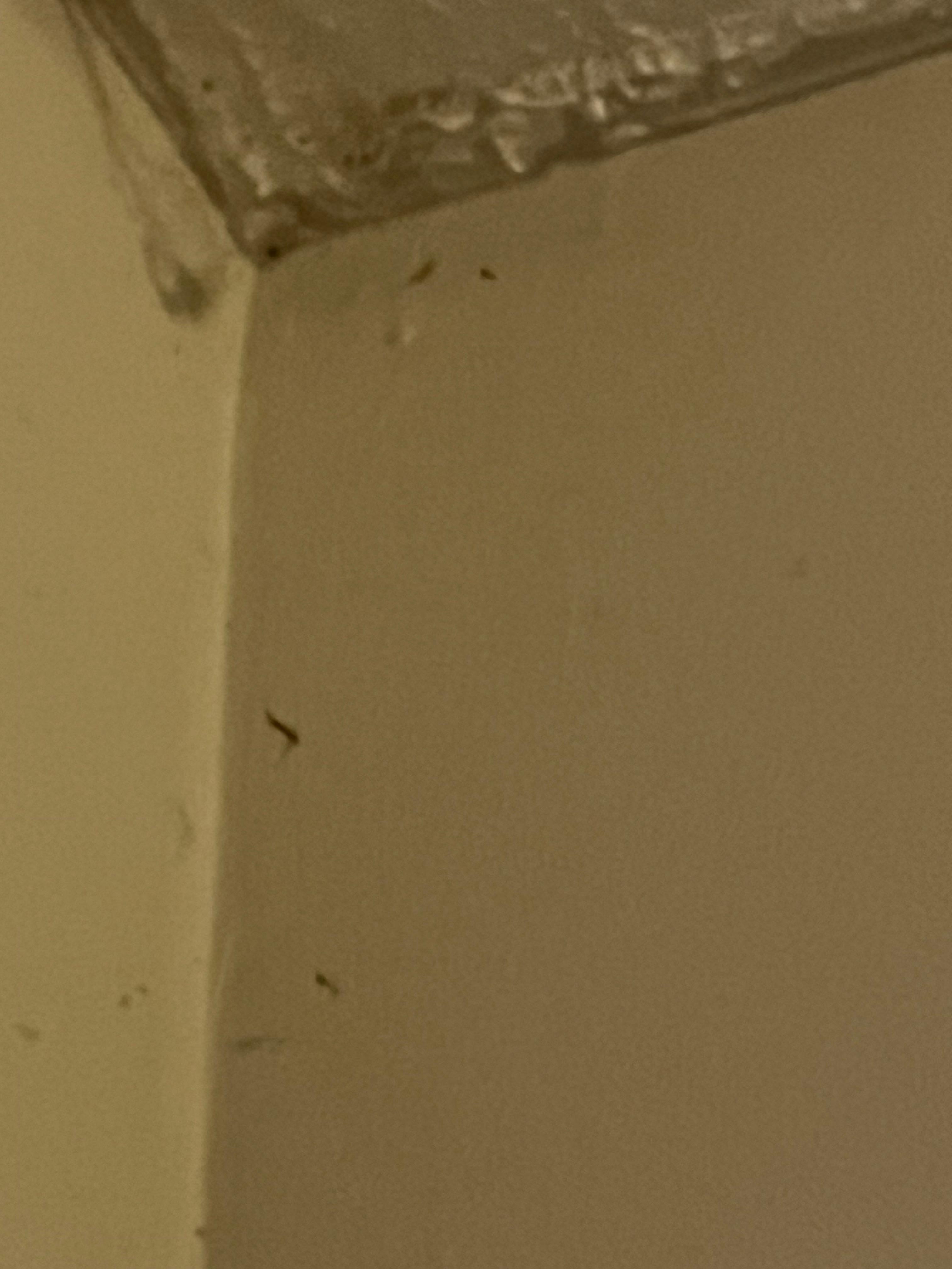 Dust webs everywhere