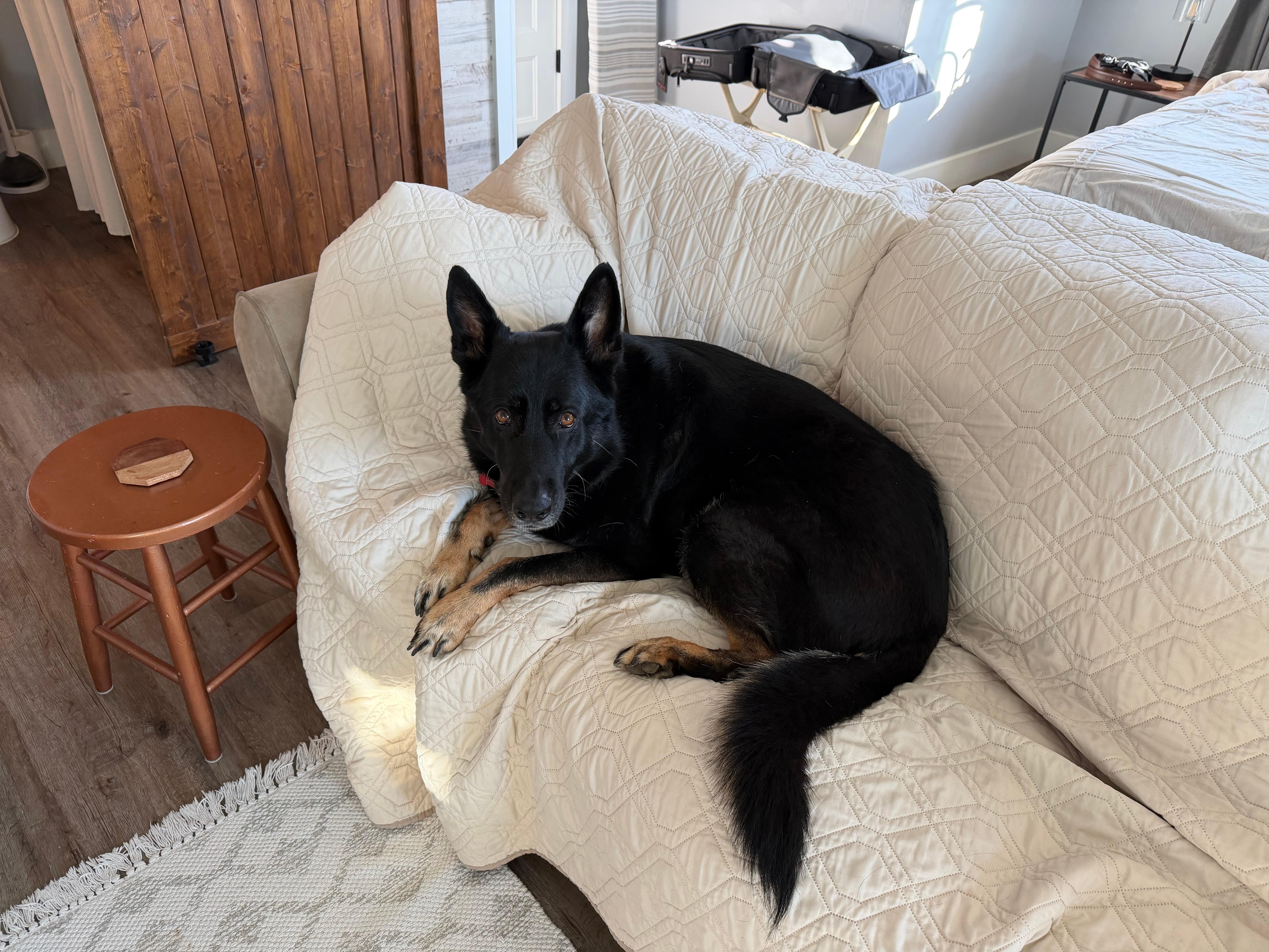 Shep was comfortable and welcome.