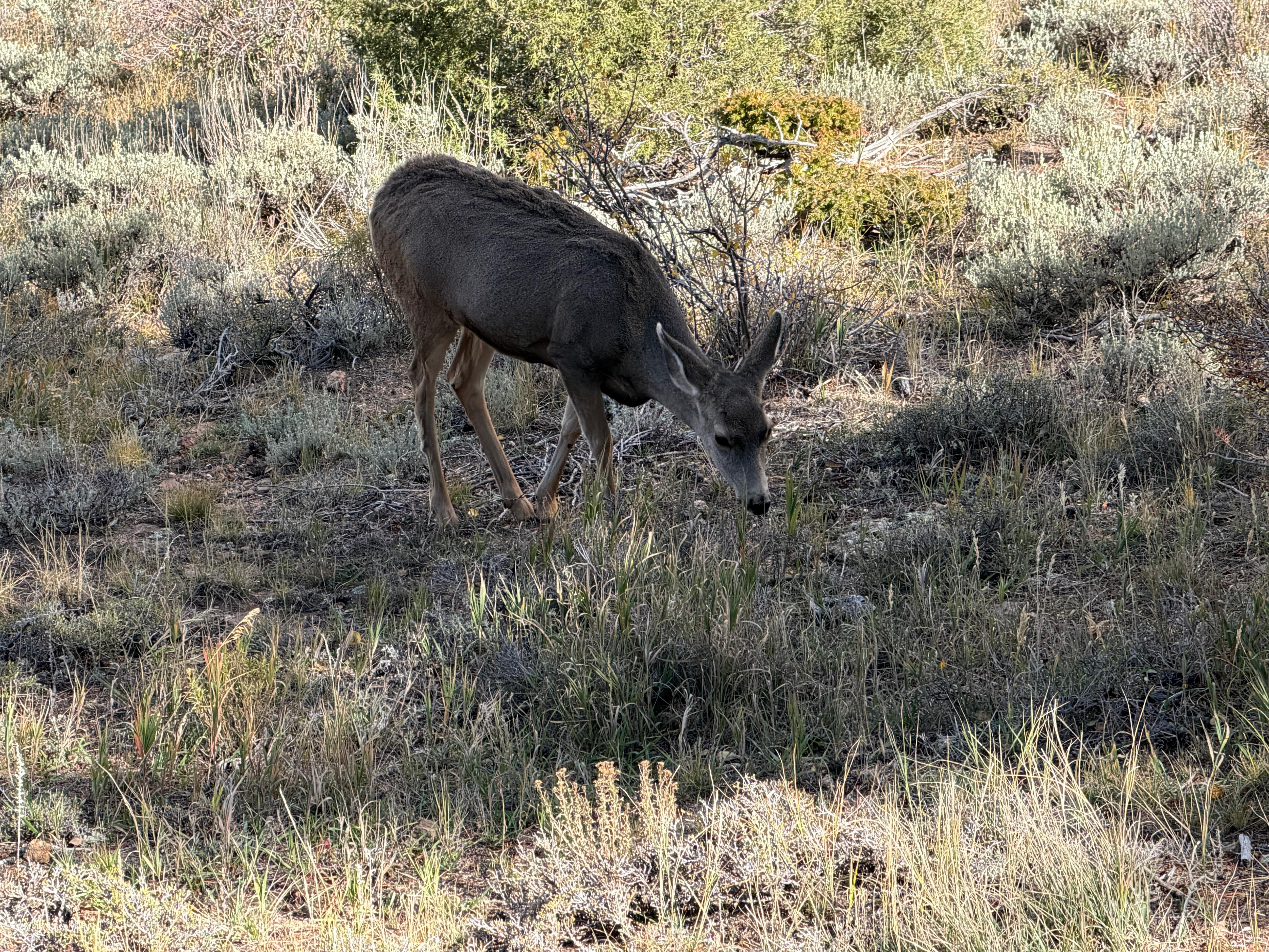 Little Mule Deer snacking around the property. 