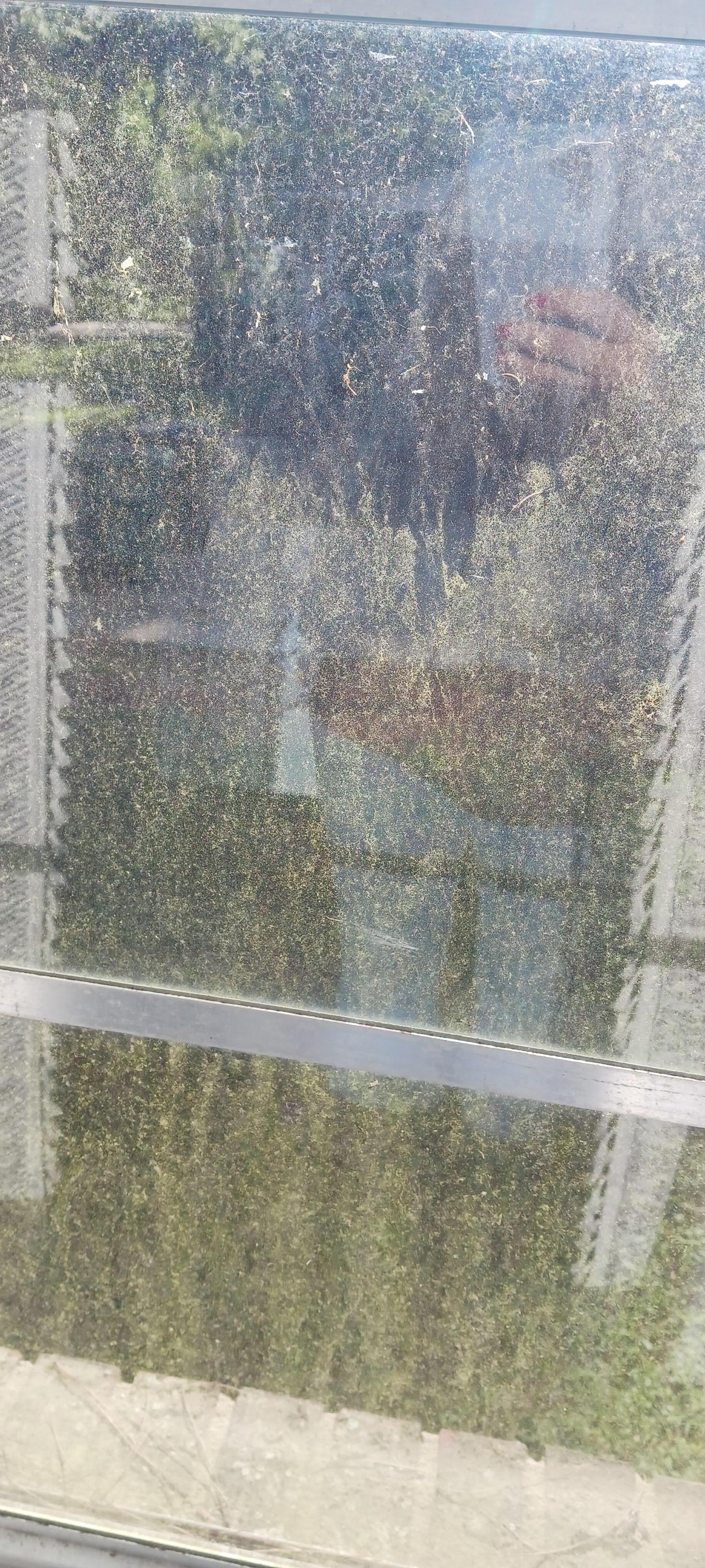 Looking Out the Bedroom Window