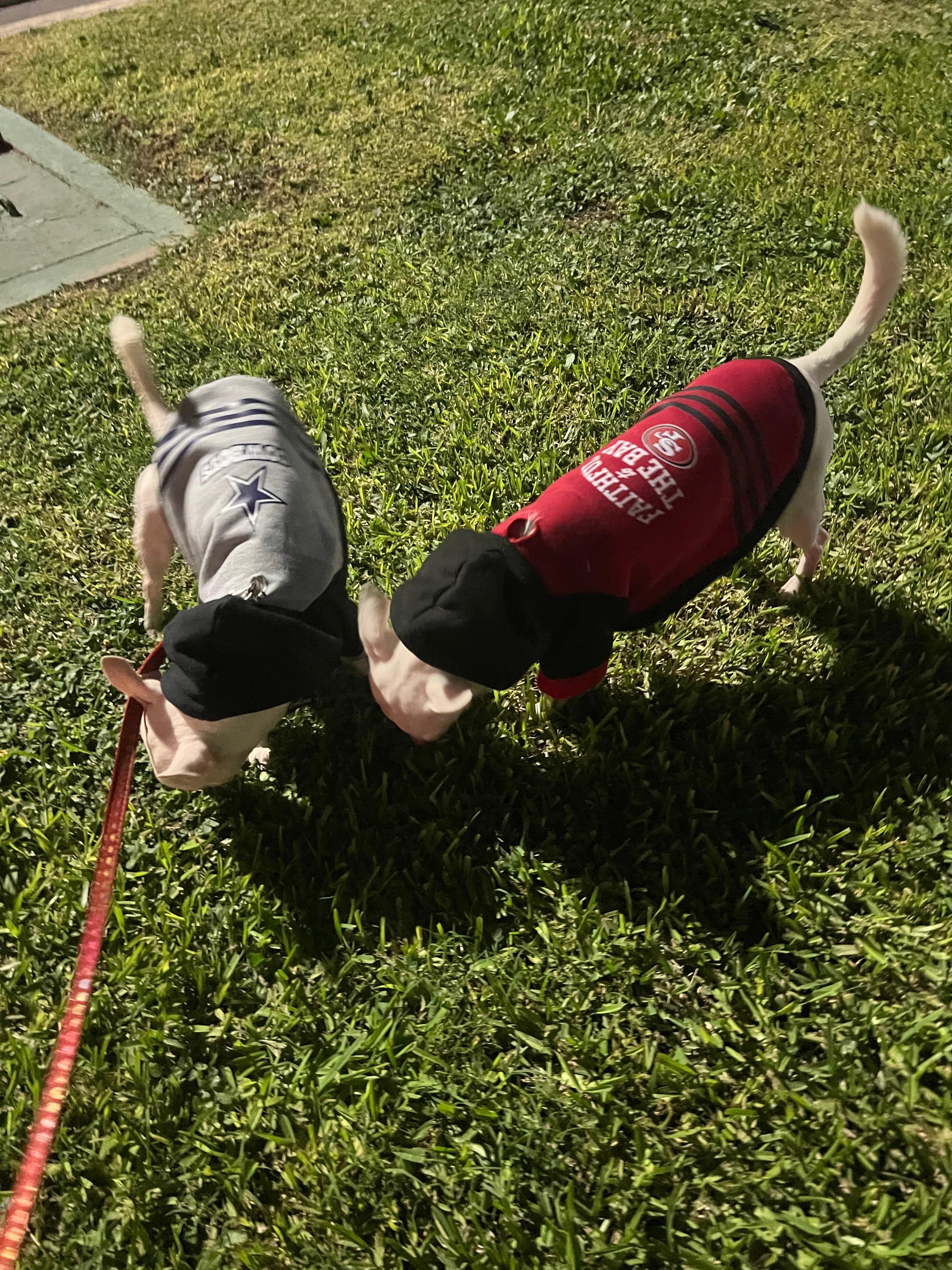 En buenas condiciones las habitaciones donde se permiten que uno pueda hospedarse con mascotas 🐕.