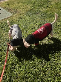 En buenas condiciones las habitaciones donde se permiten que uno pueda hospedarse con mascotas 🐕.