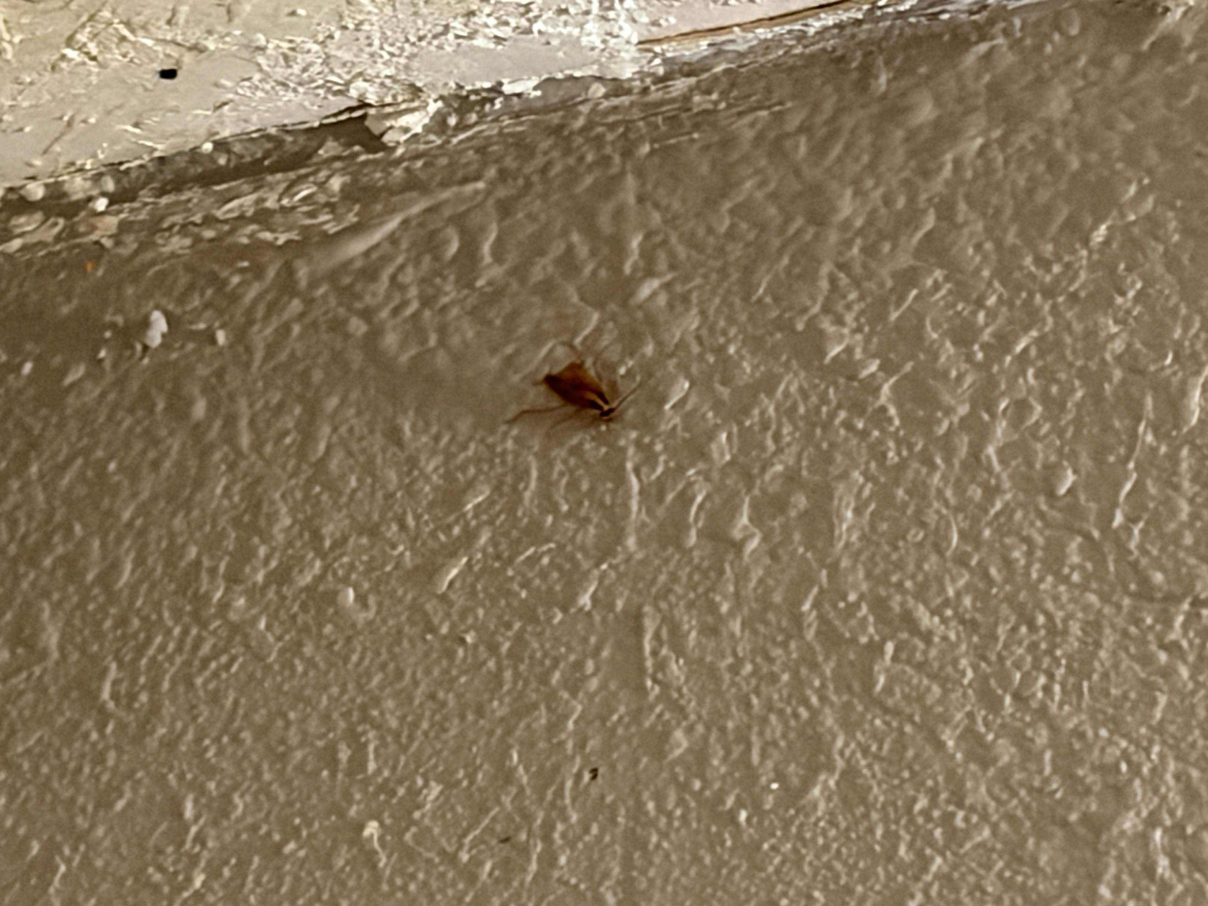 Live cockroach in shower 