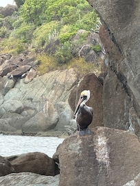 My morning pelican friend.