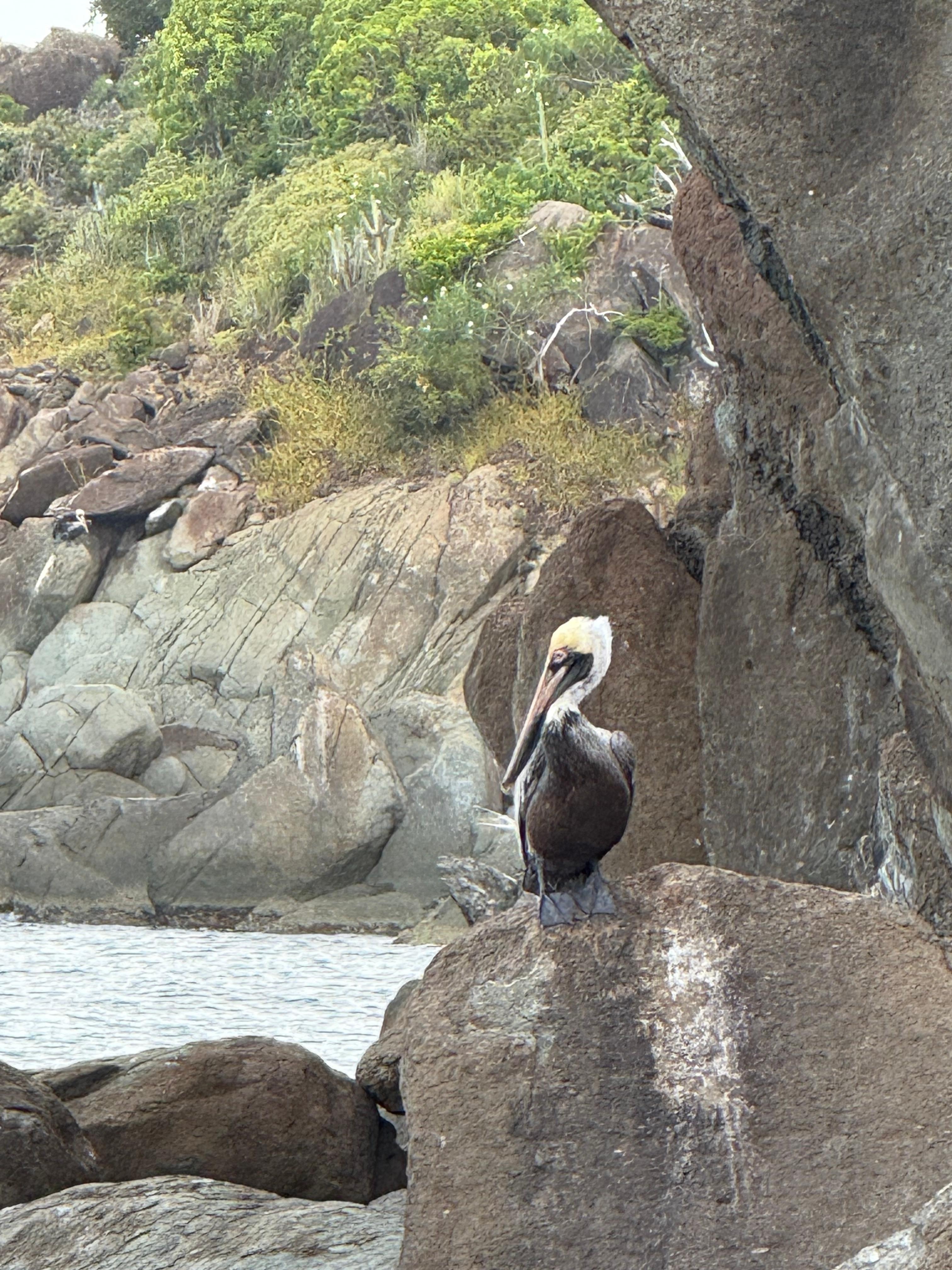 My morning pelican friend.