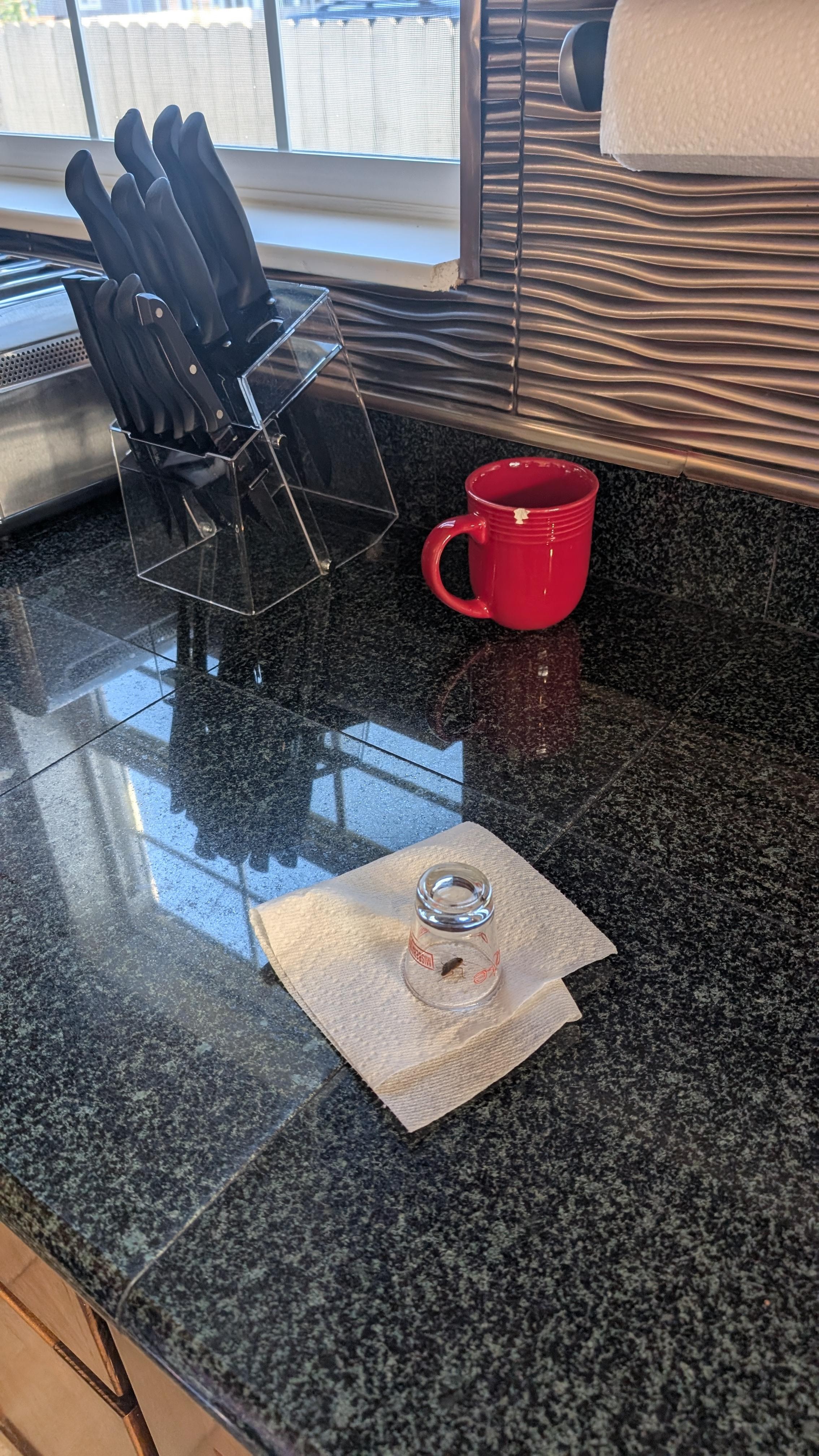 Cockroach that we caught in the kitchen.