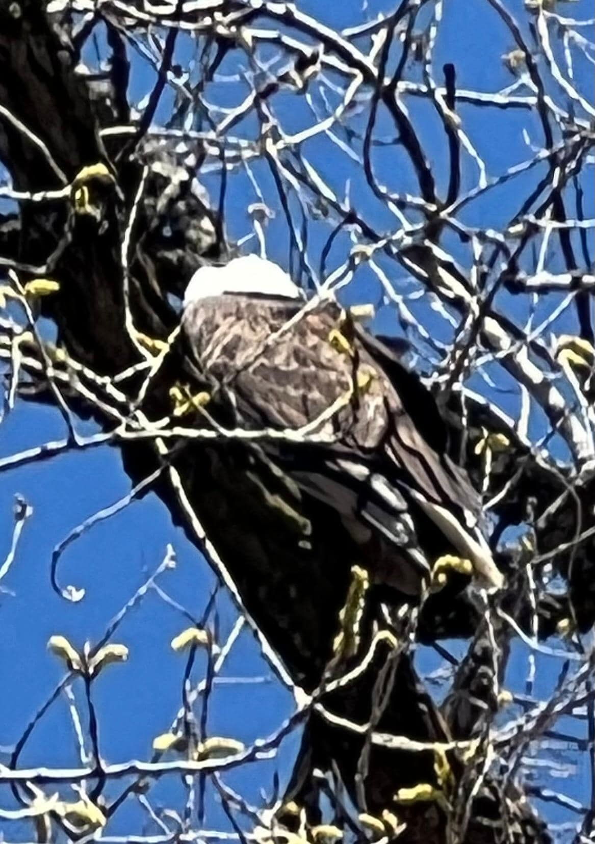 Eagle Perched right above us as we watched for more over the Mississippi