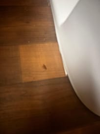 Roach in the bathroom by the toilet