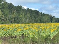 Field of Sunflowers on property