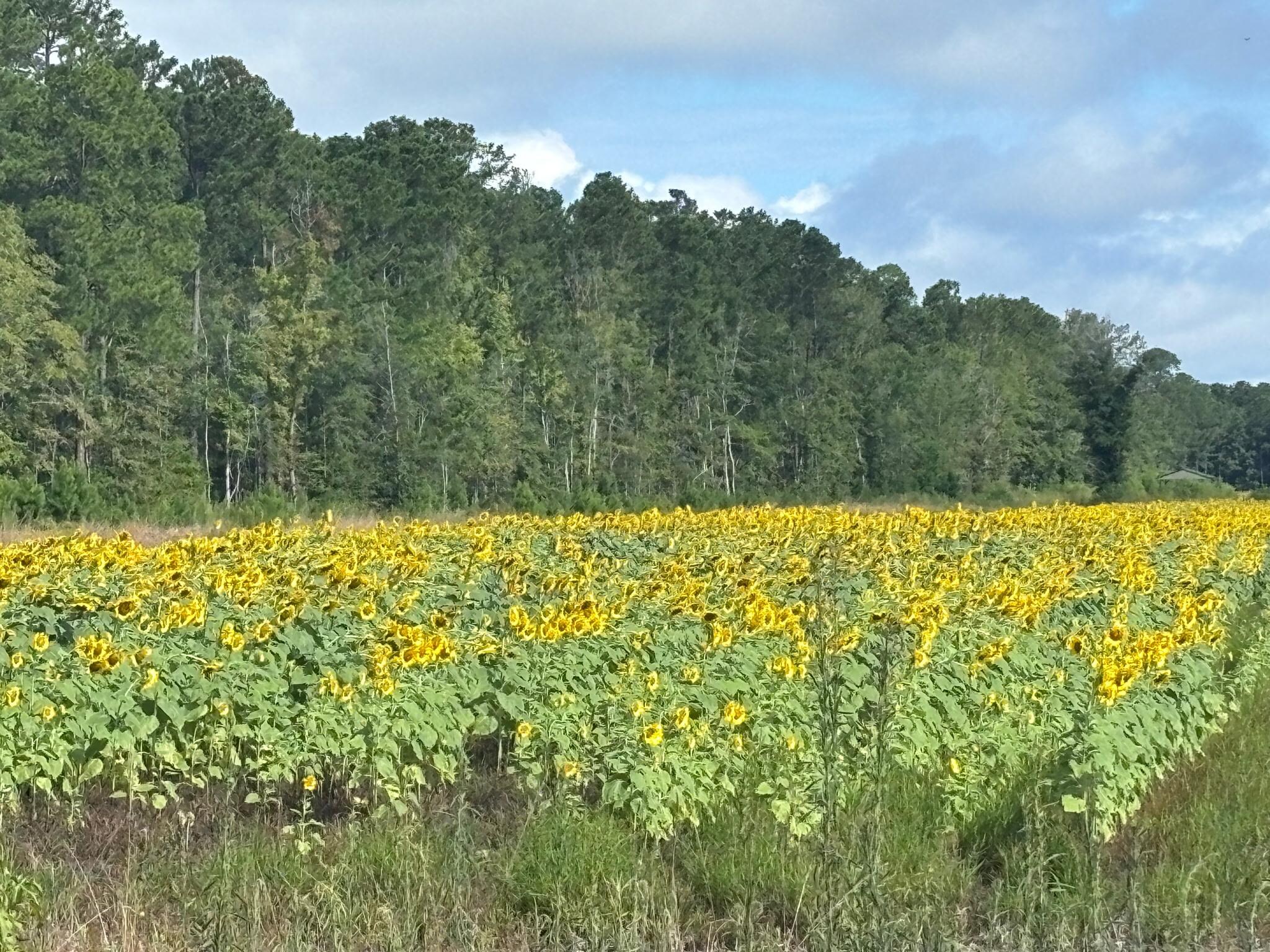 Field of Sunflowers on property