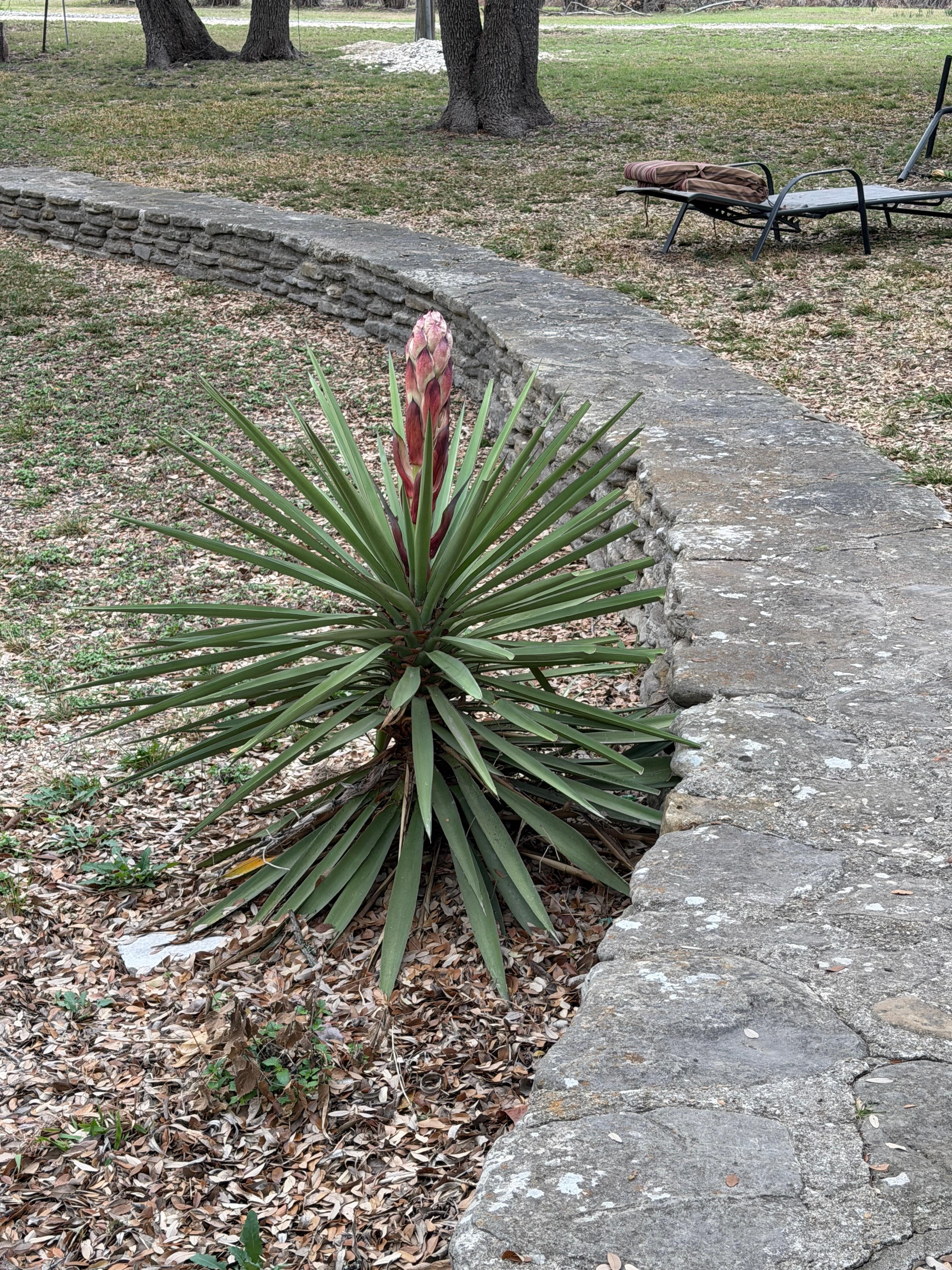 beautiful cactus ready to bloom