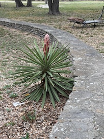 beautiful cactus ready to bloom