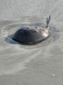 Horseshoe crabs.