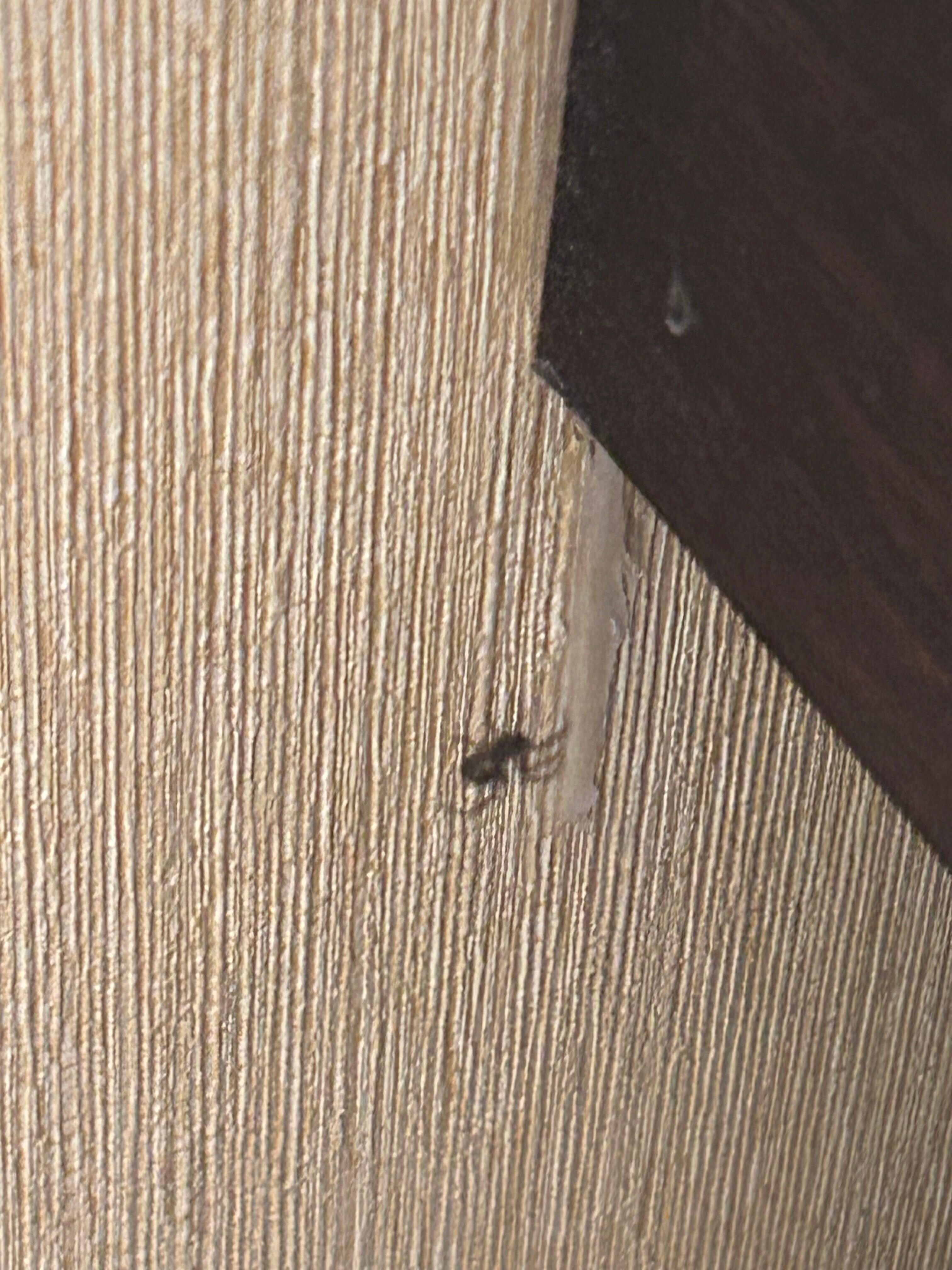 Live spider 