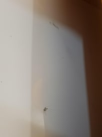 dead mosquito in drawer