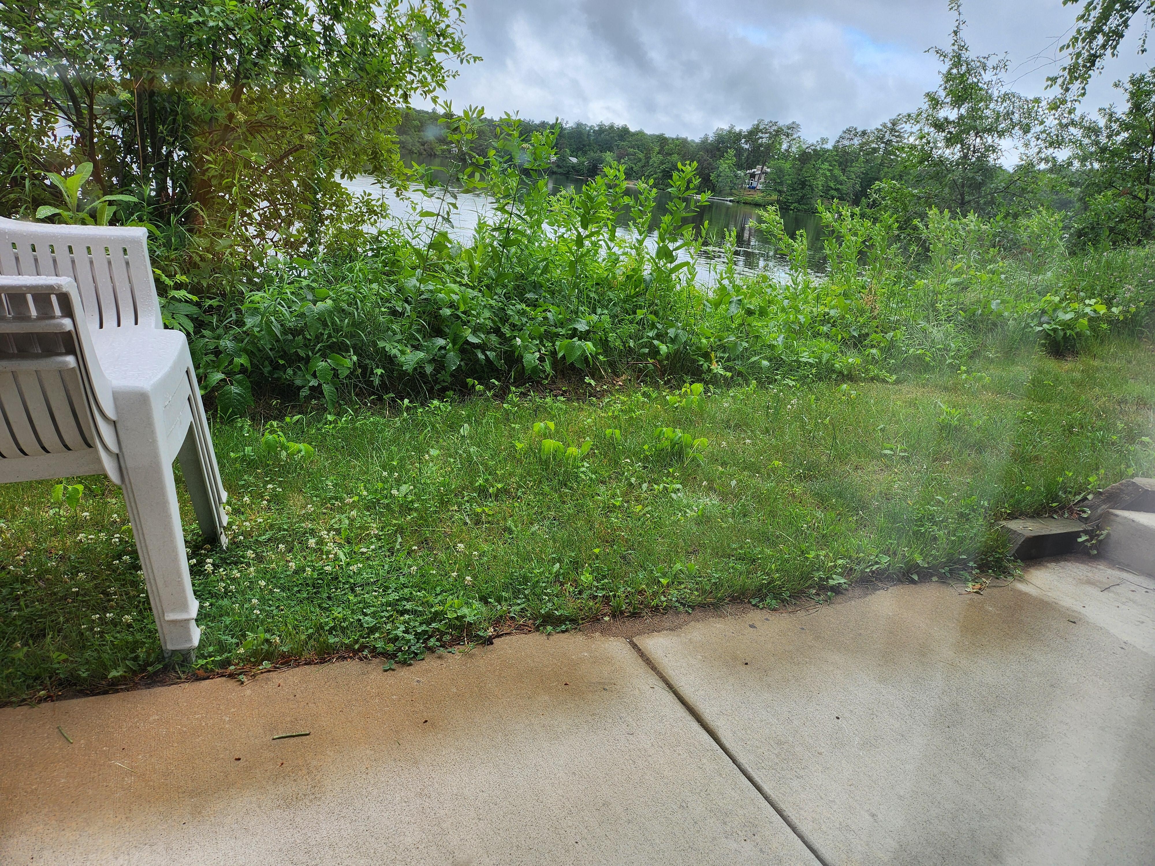 Back door/lake with poison ivy in grass.
