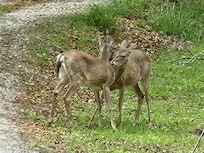 Deer cleaning each other right out from the kitchen window
