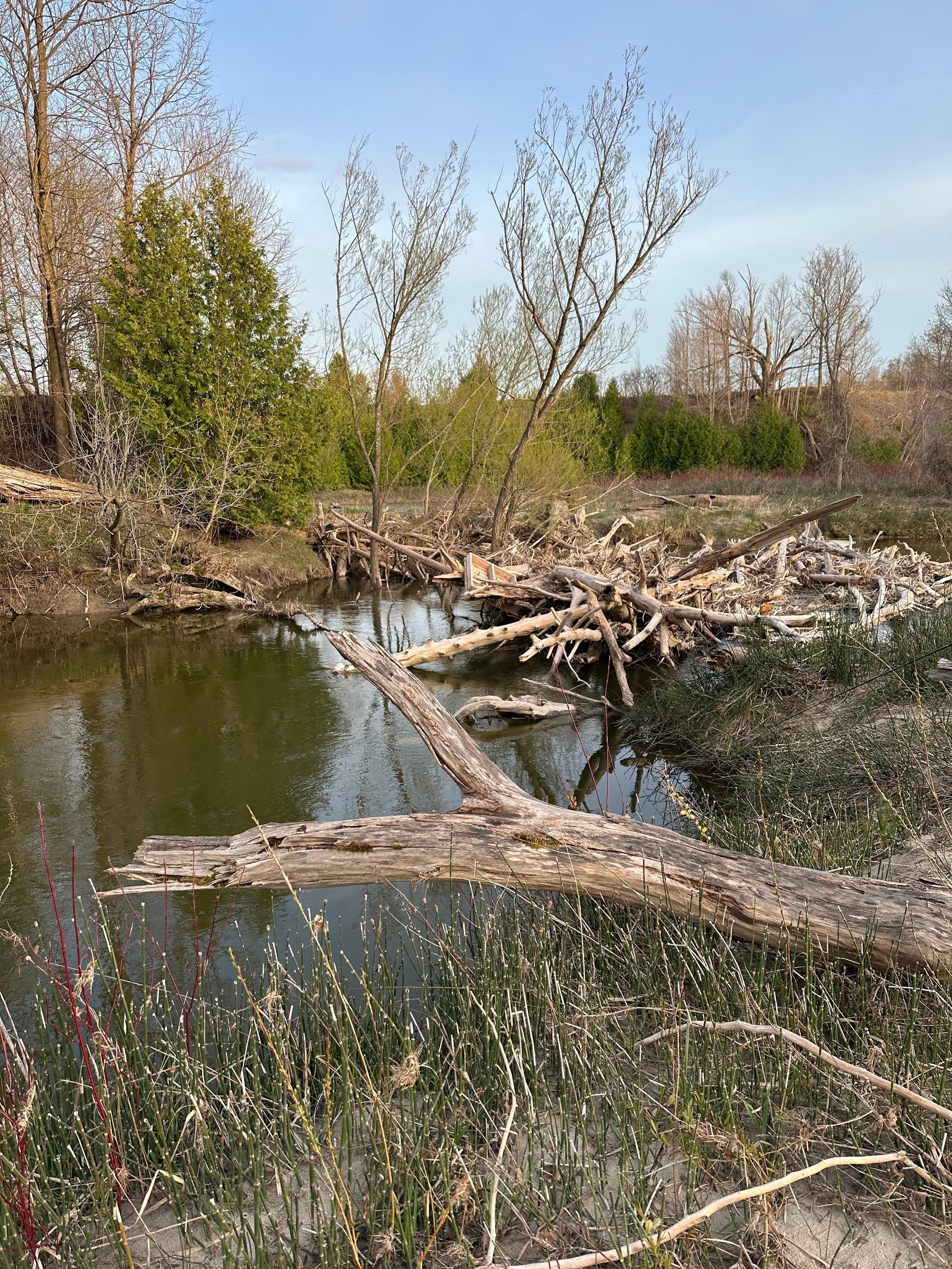 Takes a bit of a hike to get to this beaver damn, but worth it!