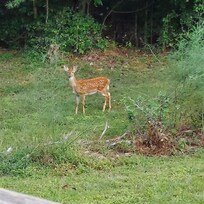Our frequent visitor!