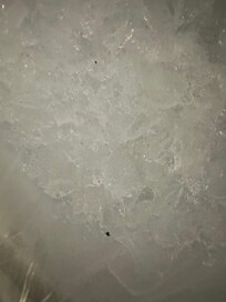 Gnats in the ice