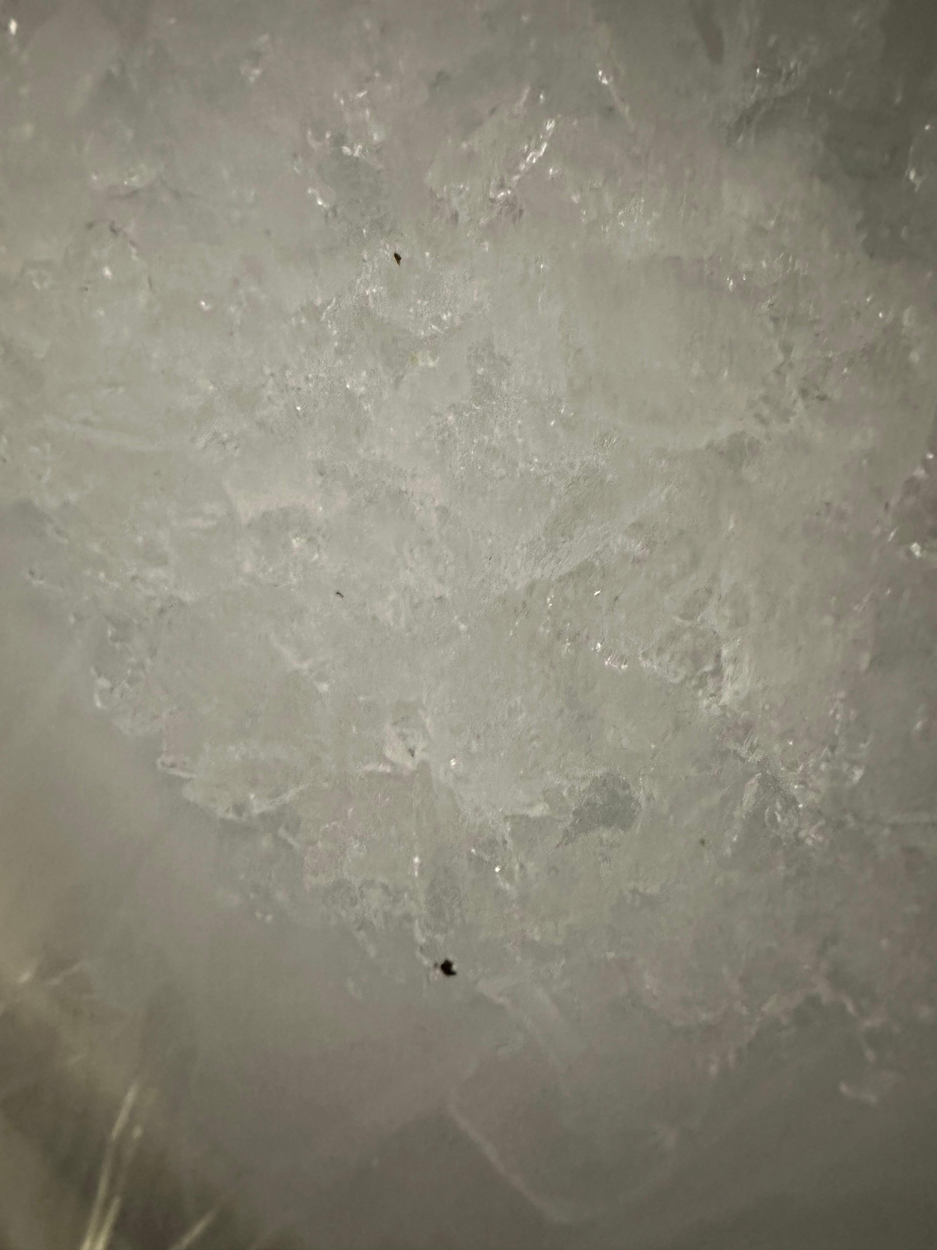 Gnats in the ice