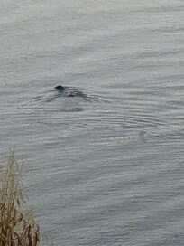 Seals
