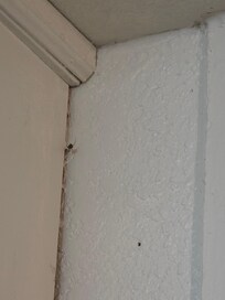 live spider in Kitchen by back door. which you couldn't go out of because of a quarter sized live spider nest