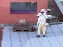 View of beehives from Room 321