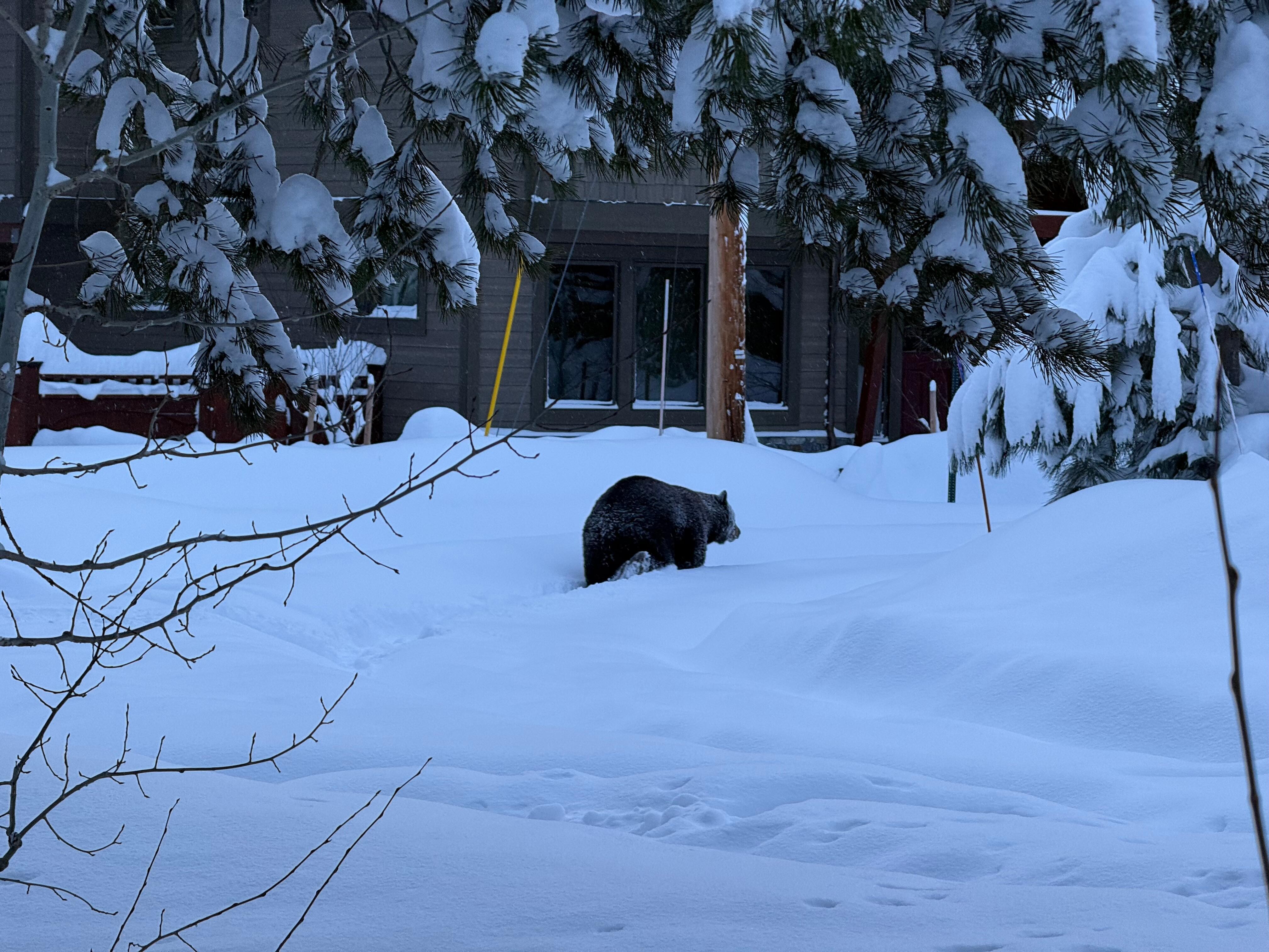 We saw a bear early in the morning!