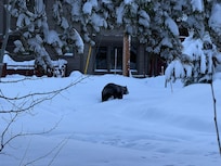 We saw a bear early in the morning!