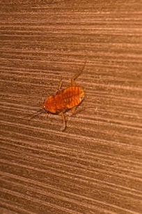 Roach