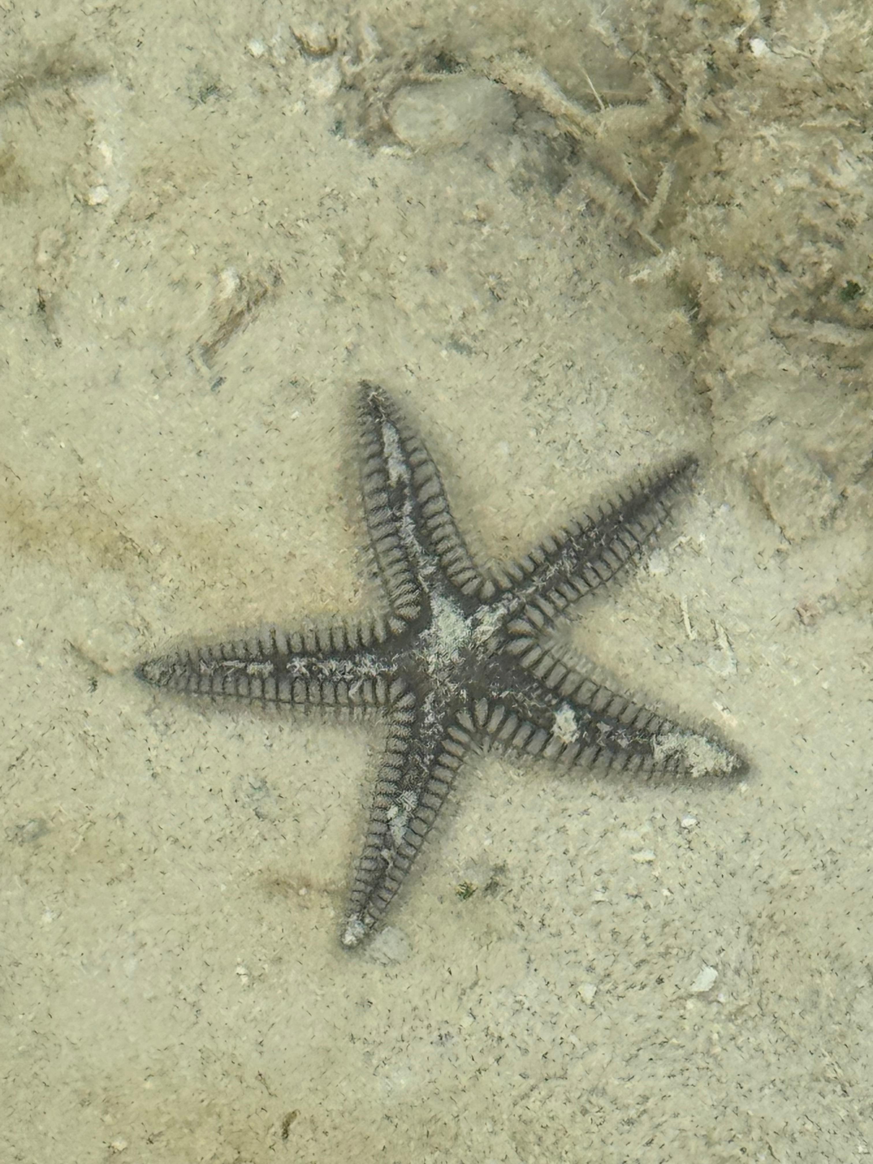 Starfish right out front of the villa
