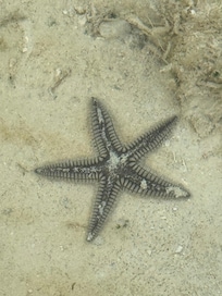 Starfish right out front of the villa