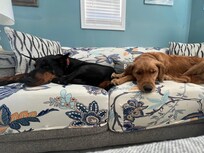 Our fur babies LOVED relaxing on the couch after a day of exploring in the Cape May area.