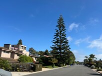 Neighborhood was absolutely amazing. Tons of lush vegetation, and enormous trees like this one!