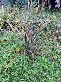 Pineapple