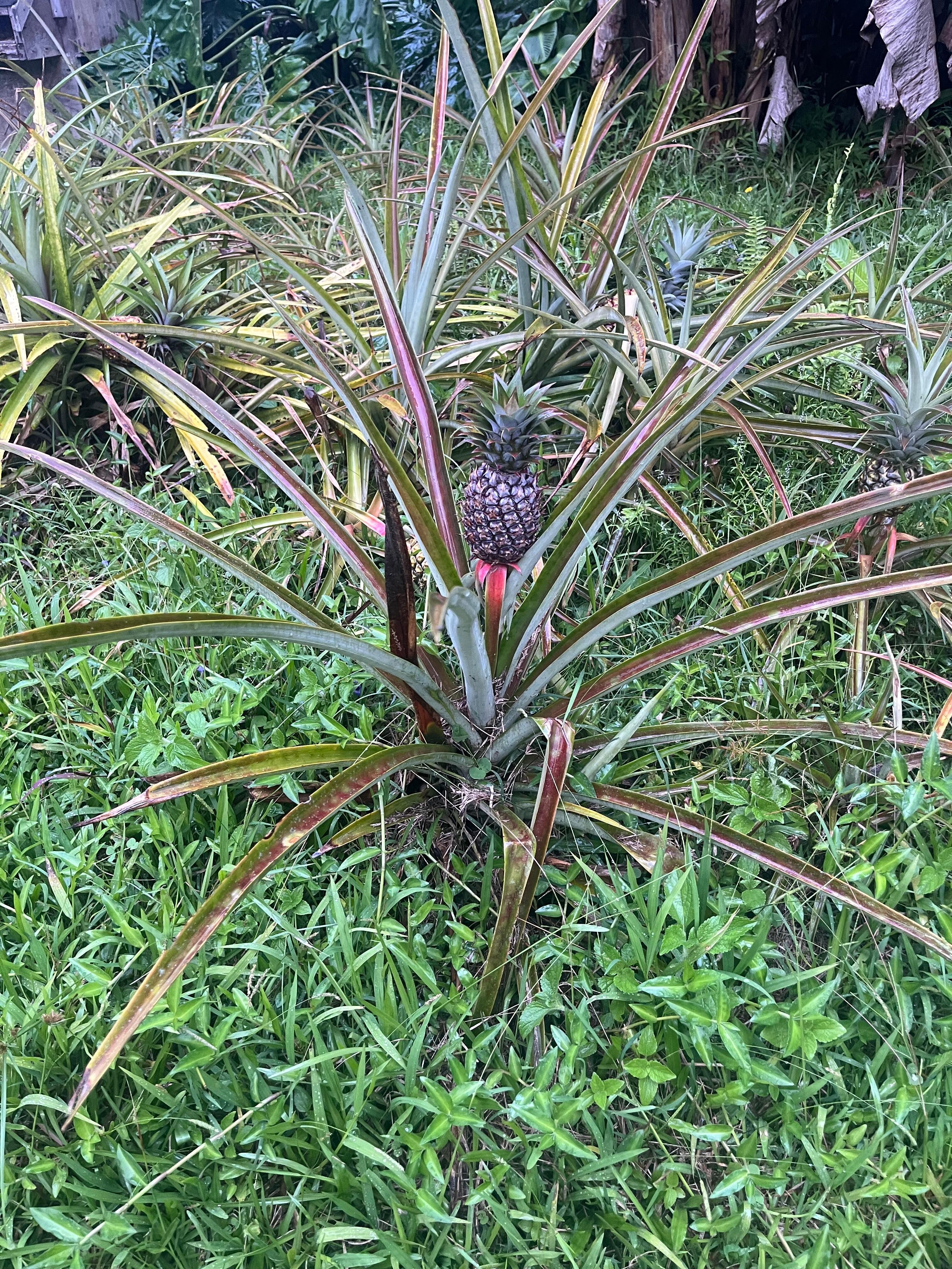 Pineapple