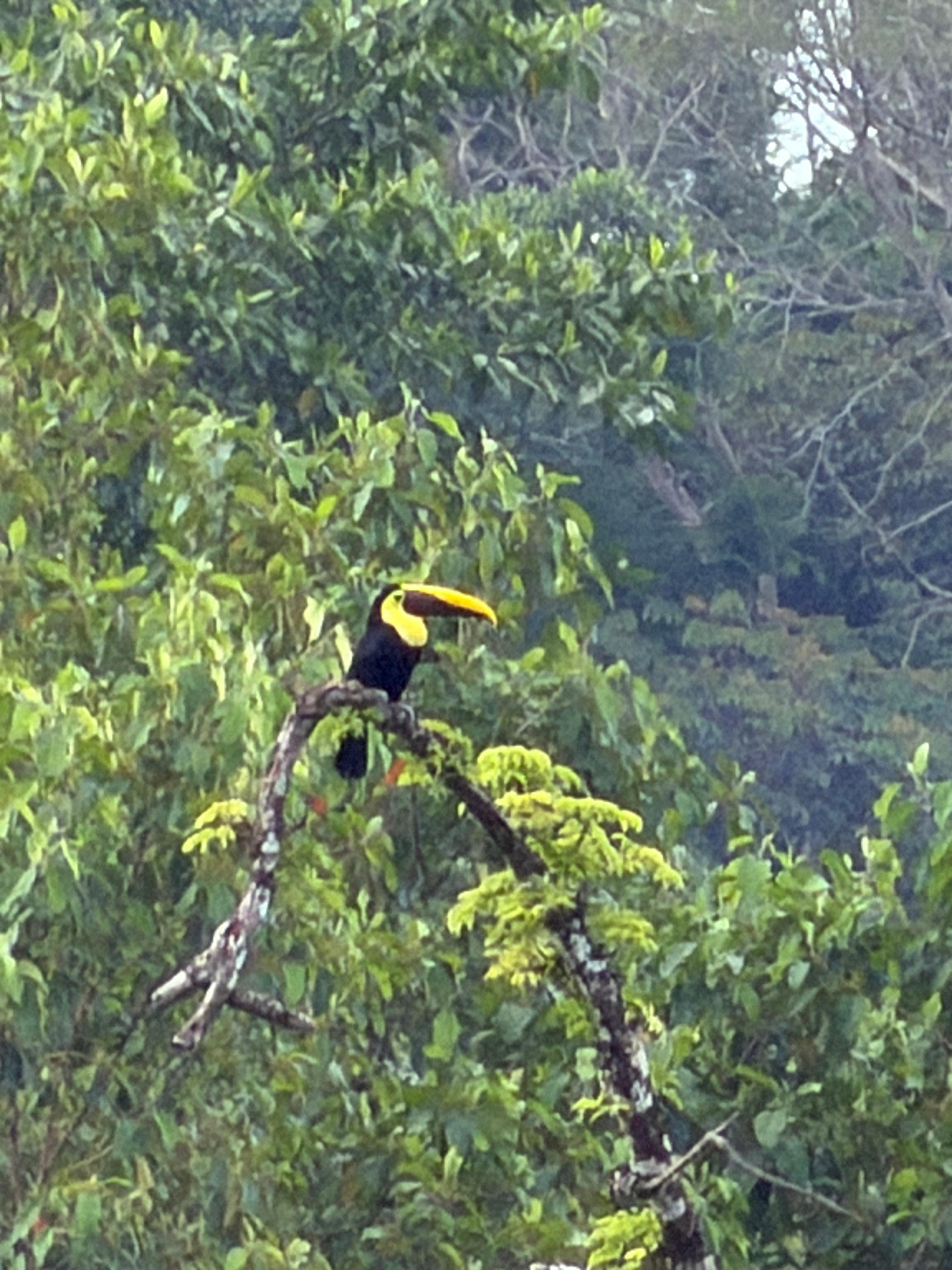 Toucan