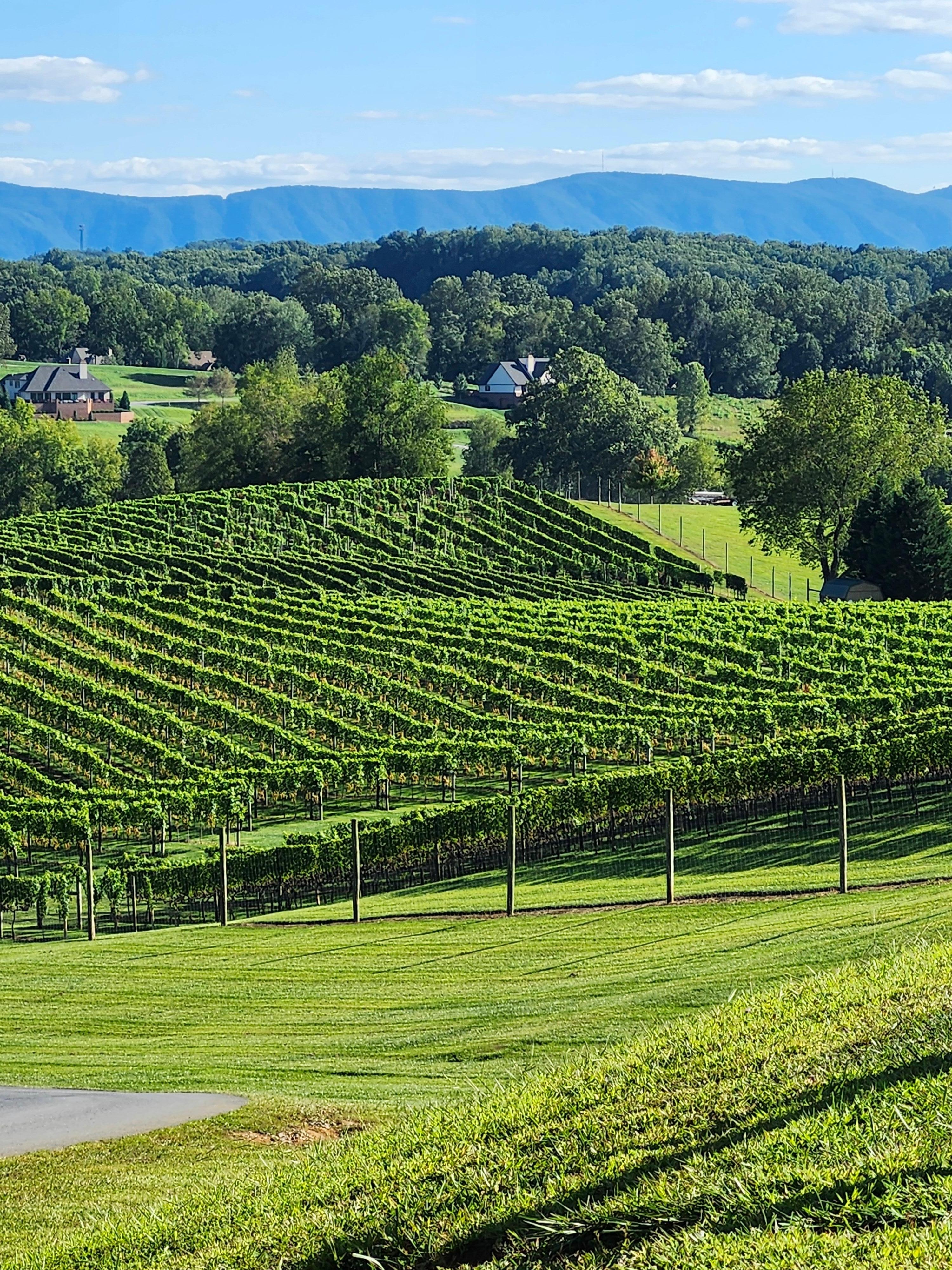 Beautiful vineyard!  Nicewonder Tasting Room