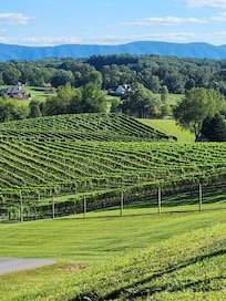 Beautiful vineyard! Nicewonder Tasting Room