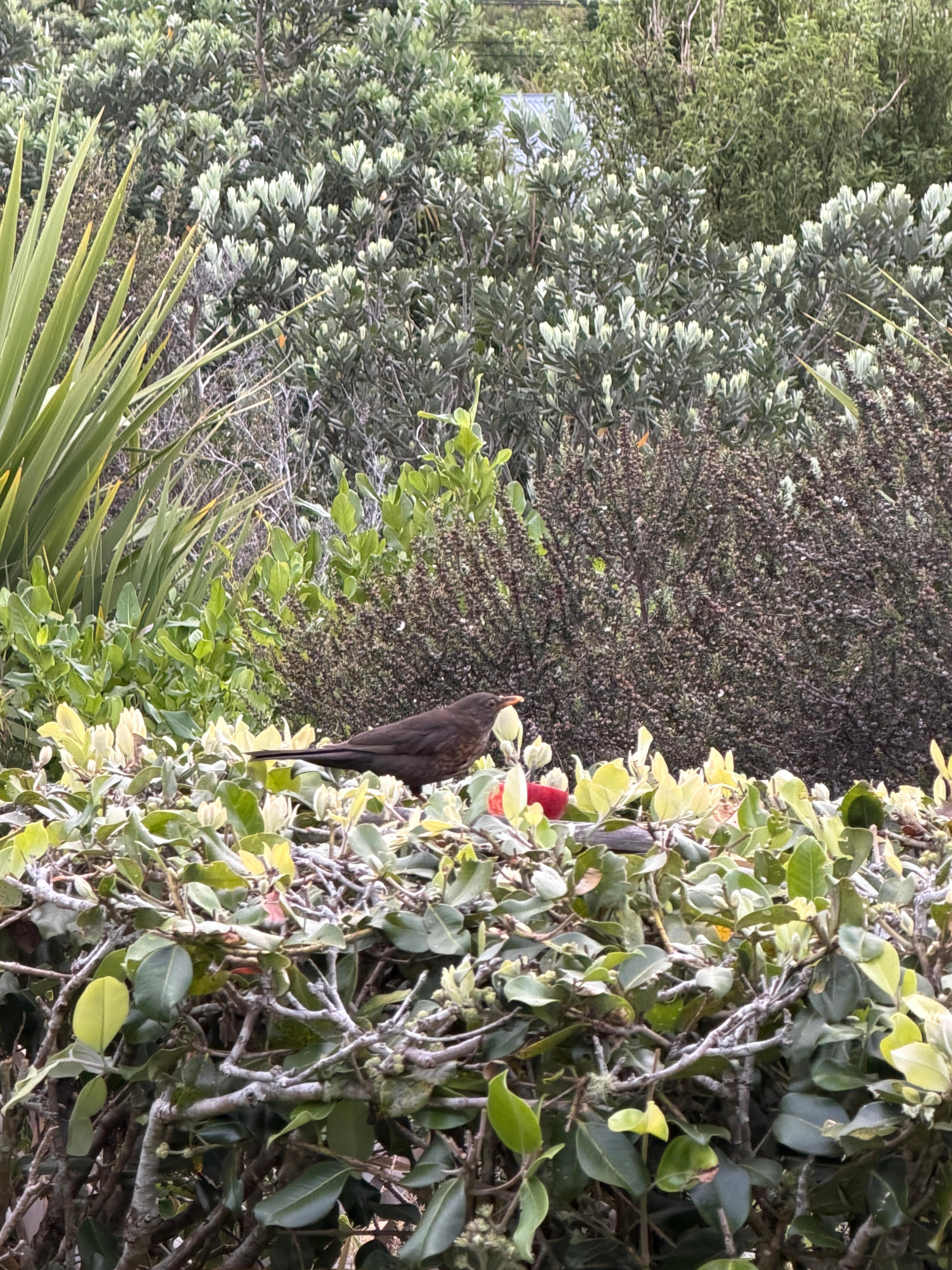 Birds and garden .. right outside our bedroom window!