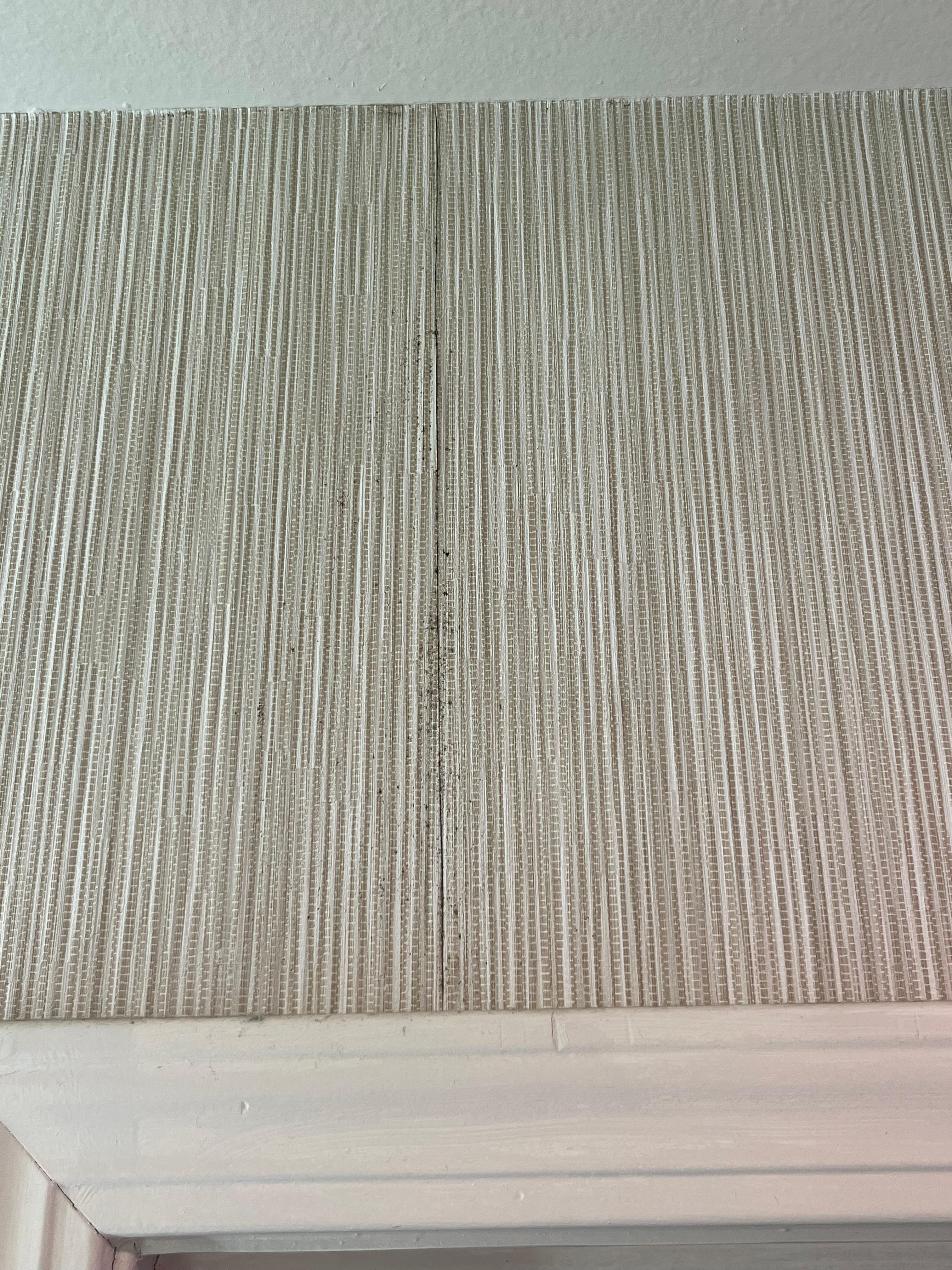 Bathroom mold