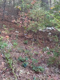 Garbage strewn in woods next to cabin.