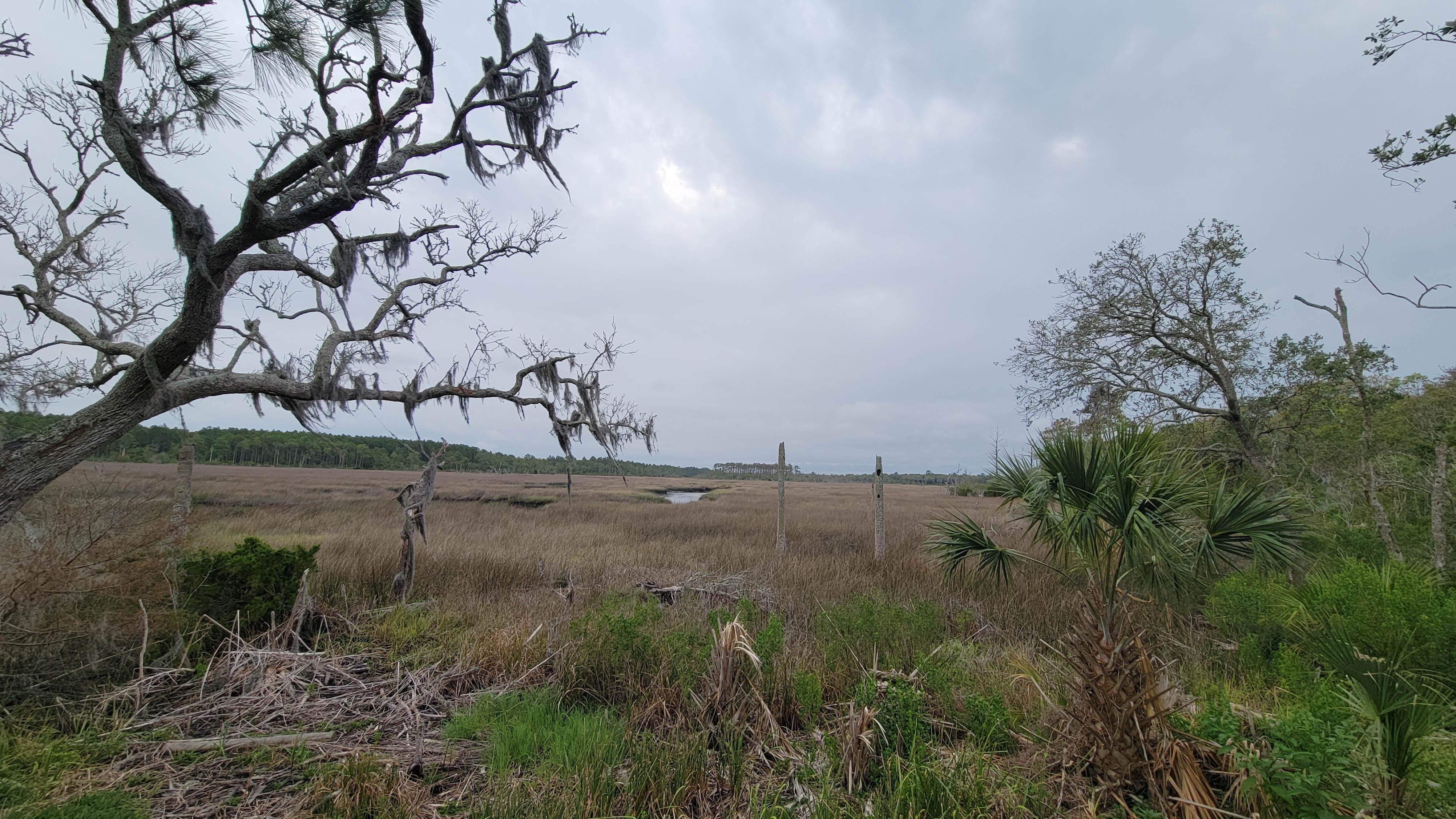 View from the property out into the preserve