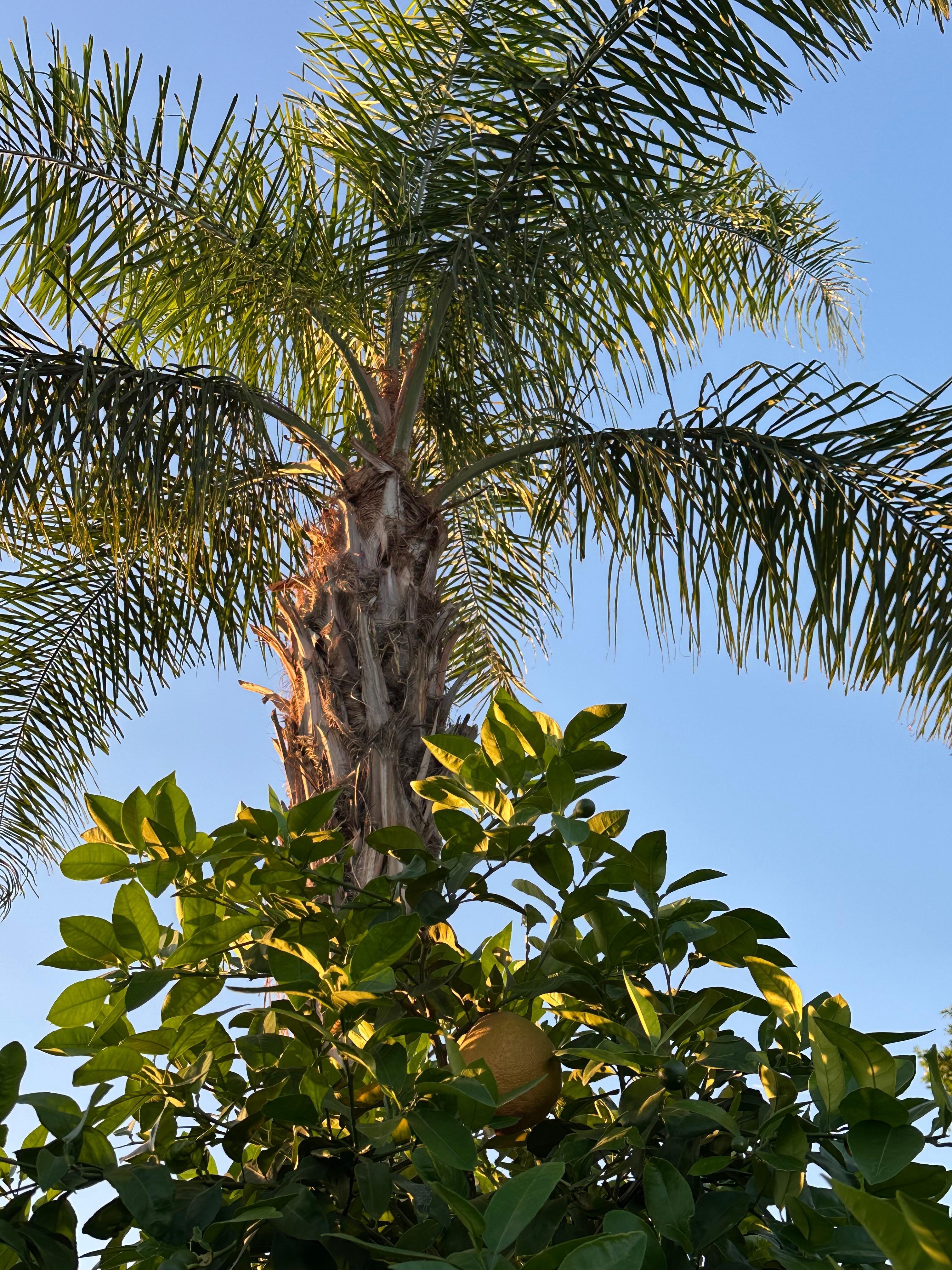Grapefruit and palm trees
