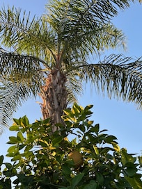 Grapefruit and palm trees