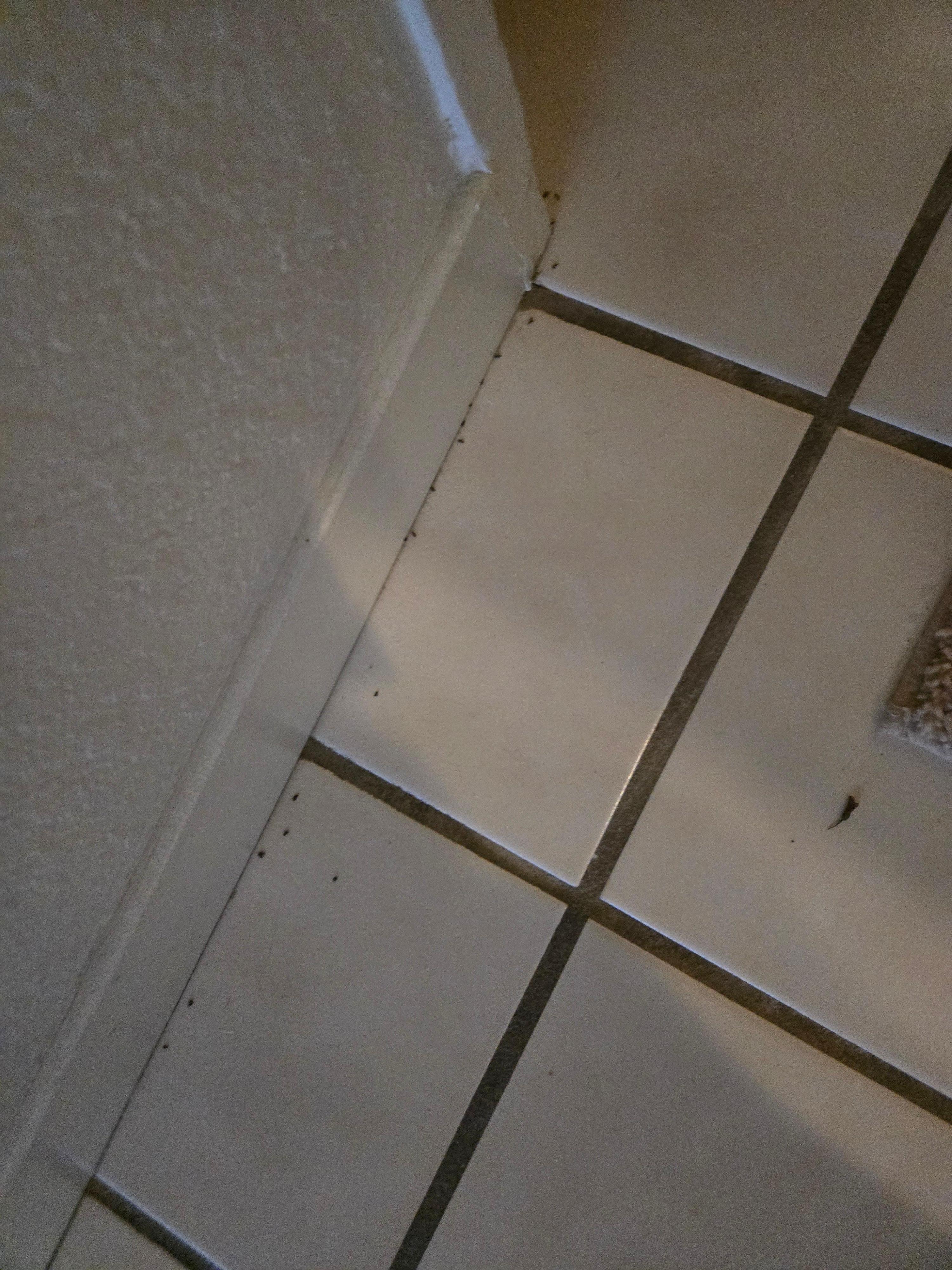 Zoom in to see the tiny ants in these photos